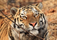 Амурский тигр - описание уссурийского красавца: как выглядит, где обитает