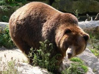 Бурый медведь: как выглядит, где обитает, что ест, описание повадок, спячка