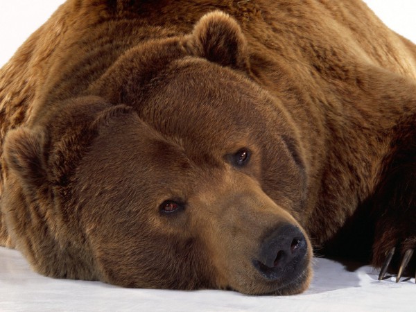 спячка медведя зимой
