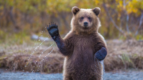 Бурые медведи как вести себя. Как спастись от медведя? Определите, на какого медведя вы наткнулись