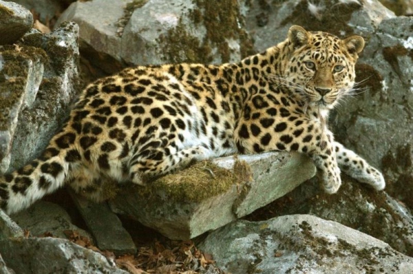 дальневосточный амурский леопард