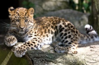 Дальневосточный леопард (амурский, приморский): описание, Красная книга