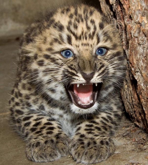 приморский леопард