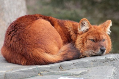 Красный волк (горный): внешний вид, питание, повадки стаи