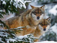 Как выглядит волк: повадки волков, где живут волки, сколько лет живет волк
