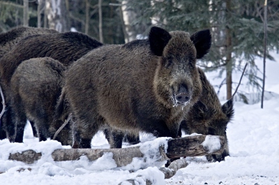 Помет кабана в лесу фото