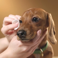 Травма глаза у собаки: лечение воспаления, выбор глазных капель – как закапать