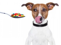 Лечение глистов у собак: таблетки и другие средства дегельминтизации щенков