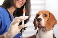 Как сделать укол собаке – подкожно или внутримышечно: в бедро или в холку