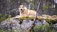 Лучшие охотничьи собаки для охоты на птицу, норную и лесную дичь: обзор пород