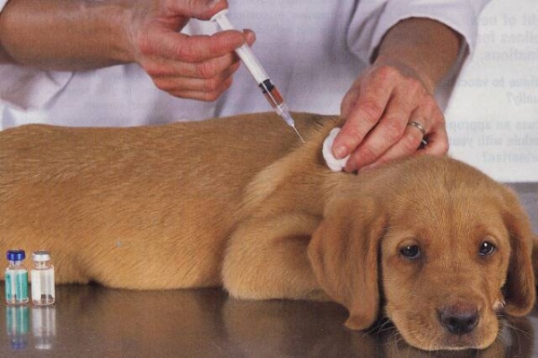 прививки щенков