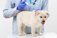 Прививки щенкам и собакам: какие, когда и в каком возрасте делать вакцинации