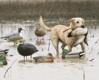 Лабрадор на охоте: охотничьи качества, воспитание, обучение и натаска собаки