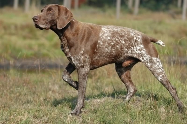 охотничья собака породы курцхаар фото