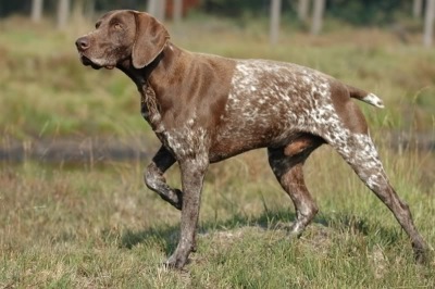 Курцхаар – фото собаки, описание породы, характер, цена щенков