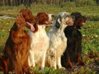 Охотничья собака сеттер – описание пород: английский, ирландский, шотландский