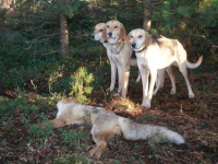 Охота с гончими собаками: на зайца, лису, кабана, волка; характер русского гончака