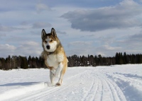 Восточно-сибирская лайка: как выглядит, характер, выбор щенков, натаска собак