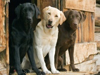 Лабрадор: характер, внешний вид, стандарты породы, содержание и уход за собакой