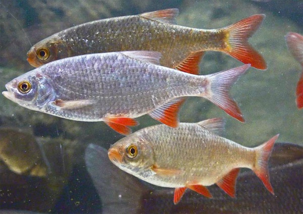 Тушёная краснопёрка в сметане – рыбные рецепты