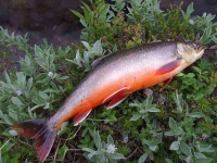 Красная рыба голец: польза и вред, как лучше приготовить, рецепты соления