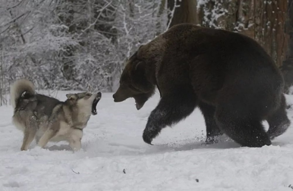 охота на медведя