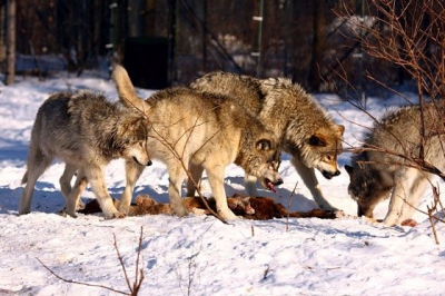 Охота на волка с флажками, на вабу: тактика, особенности, эффективность