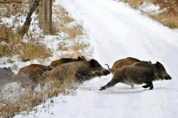 охота на кабана зимой