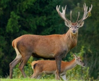 Охота на марала: где и как можно охотиться на благородного оленя – особенности