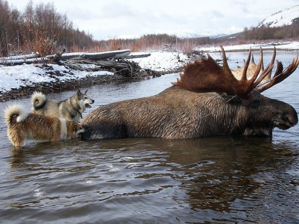 Охота на лося: с подхода, загоном, с лайками и другими собаками, зимой и  осенью