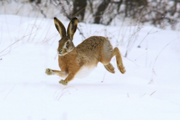 охота на зайца зимой в петли