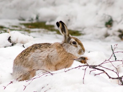 Охота на зайца в лесу зимой
