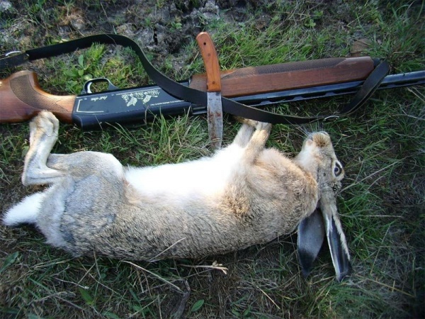 охота на зайца австрия