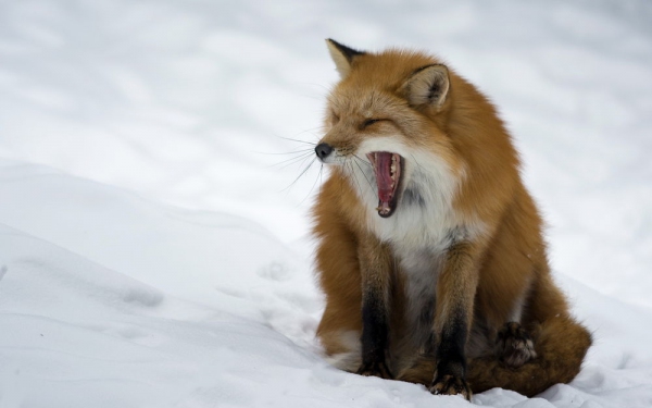 охота на лисицу