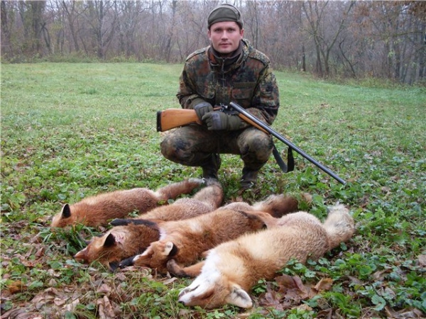 охота на лисицу с собаками