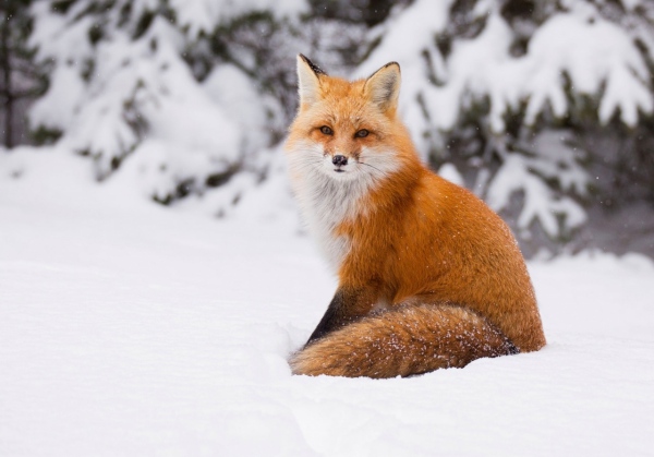 охота на лисицу со снегохода